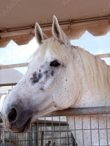 Photo: stallion horse stallion horse