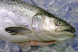 Atlantischer Lachs