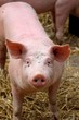 portrait de porcelet