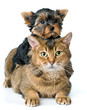 Cat and puppy  in studio