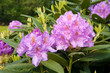 Photo: purple rhododendron flowers purple rhododendron flowers