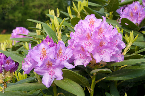 Photo: purple rhododendron flowers purple rhododendron flowers