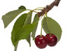Foto: Sweet cherry Sweet cherry