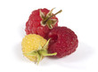 Foto: gelbe und rote Himbeeren gelbe und rote Himbeeren
