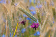 Purpurfarbene Kornblume