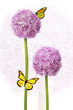 Blumenblüte Allium
