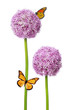 Prächtige Allium Blumen mit Schmetterling