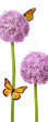 Flower Power Butterfly