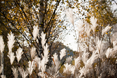 Photo: Autumn atmosphere- leaves, grass and breeze Autumn atmosphere- leaves, grass and breeze
