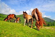Horses on a summer pasture.