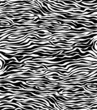 abstract skin texture of zebra
