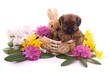 Welpe im Blumenkorb