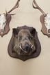 Wildschwein