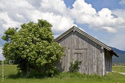 Foto: Heuhütte mit Holunder Heuhütte mit Holunder