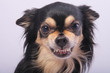 Agression dog