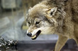 Angry wolf