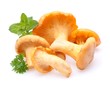 Pfifferlinge