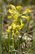 Primula veris