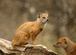 Portrait of a Yellow Mongoose