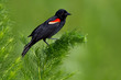 Red-winged Blackbird (Agelaius phoeniceus)