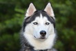 Siberian Husky