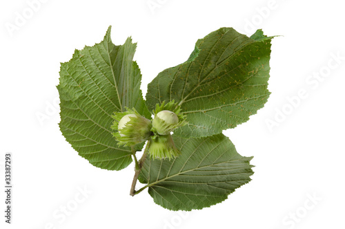 Photo: Haselnuss, Hazelnut Haselnuss, Hazelnut