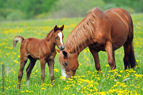 Photo: Horse Horse