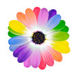 ����: Rainbow Multi Colored Petals of Daisy Flower � tr3gi #33389619