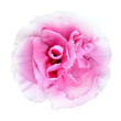 ����: Pink Carnation Flower Isolated on White Background � tr3gi #33389622