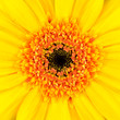 ����: Perfect Yellow Gerber Flower Background � tr3gi #33389626