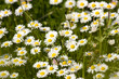 ����: Grass with white daisies � sanyo #33389865