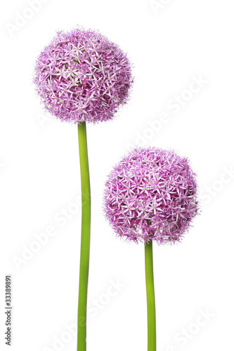 Foto: Zwei schöne Allium Blüten Zwei schöne Allium Blüten
