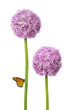 Blumen blüte Allium