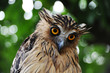 owl