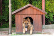 german shepherd and wooden doghuse