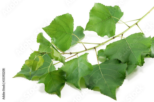 Photo: branch poplar trees with green leaves branch poplar trees with green leaves