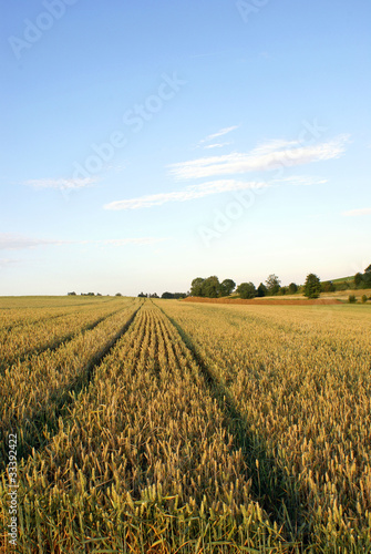 Photo: Weizenfeld Weizenfeld