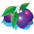 Plums with green leaves. Vector illustration. Plums with green leaves. Vector illustration.