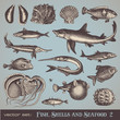 Vector: fish, shells and seafood (set 2) - various vintage illustrations fish, shells and seafood (set 2) - various vintage illustrations