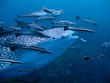 Photo: Whale Shark - Rhincodon typus Whale Shark - Rhincodon typus