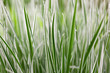japan sedge