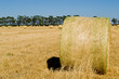 Campo di fieno , dettaglio balla di fieno