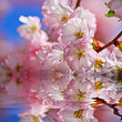 Kirschbaum im Wasser