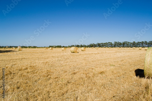 Foto: Campo di fieno Campo di fieno