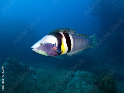 sandagers wrasse