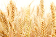 Wheat