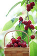 Fresh red cherries Fresh red cherries