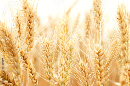 Photo: Wheat Wheat