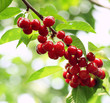 Cherry Cherry