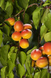 Abricots